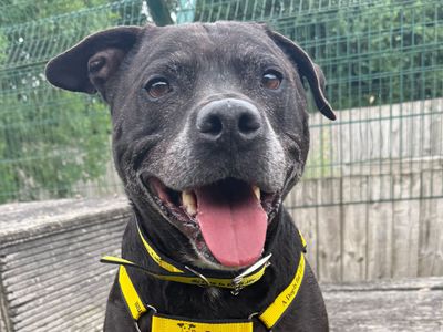 Jacob | Terrier (Staffordshire Bull) Cross | Loughborough - 5