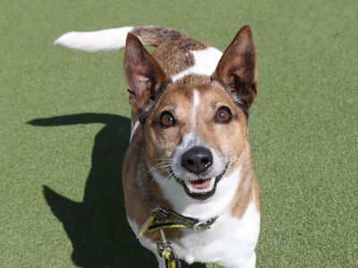 Fred | Terrier (Jack Russell) | Evesham (Worcestershire) - 5