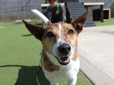 Fred | Terrier (Jack Russell) | Evesham (Worcestershire) - 3