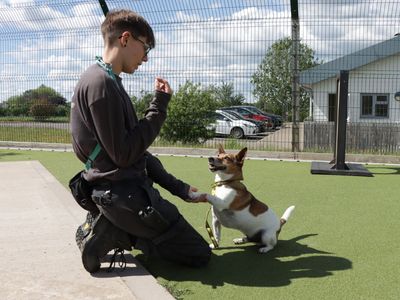 Fred | Terrier (Jack Russell) | Evesham (Worcestershire) - 5