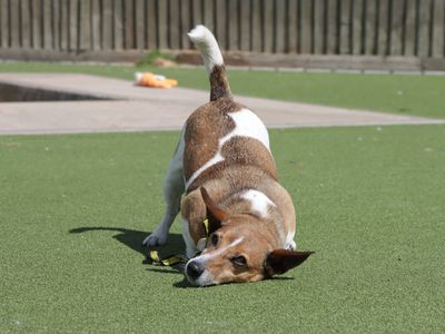 Fred | Terrier (Jack Russell) | Evesham (Worcestershire) - 3