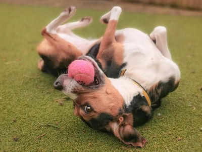 Daisy | Harrier | Harefield West London - 4
