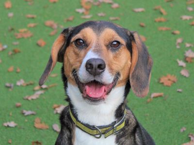 Daisy | Harrier | Harefield West London - 2