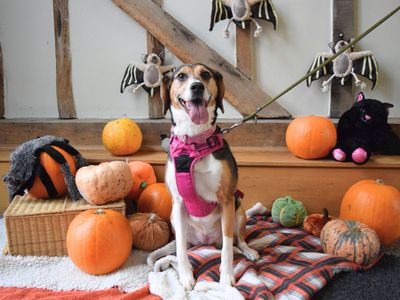 Maisy | Harrier | Harefield West London - 5