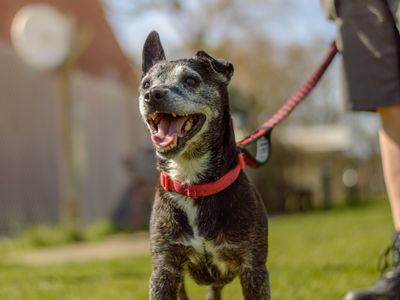 Dart | Terrier (Patterdale) | Kenilworth (West Midlands) - 5