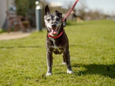 Dart | Terrier (Patterdale) | Kenilworth (West Midlands) - 3