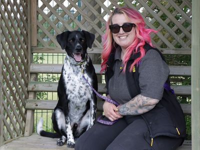 Harry | Collie (Border) Cross | Evesham (Worcestershire) - 3