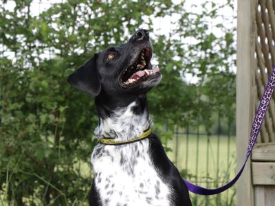 Harry | Collie (Border) Cross | Evesham (Worcestershire) - 5
