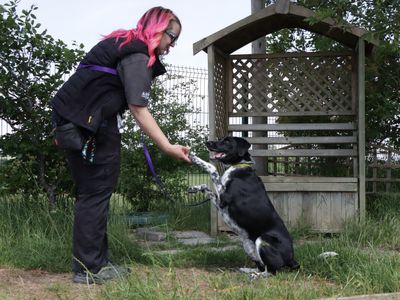 Harry | Collie (Border) Cross | Evesham (Worcestershire) - 5