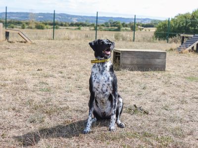 Harry | Collie (Border) Cross | Evesham (Worcestershire) - 3
