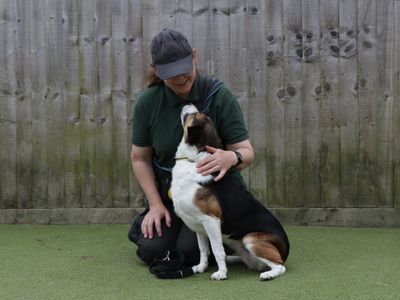 Flossy | Beagle | Evesham (Worcestershire) - 3