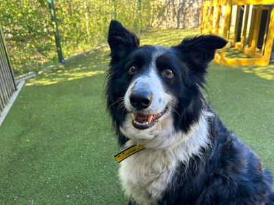 Pip — Collie (Border) Cross