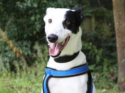 Walter | Lurcher | Merseyside (Liverpool) - 5