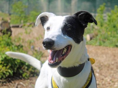 Walter | Lurcher | Merseyside (Liverpool) - 2