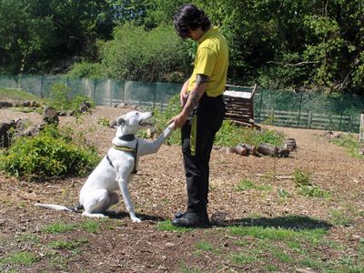 Walter | Lurcher | Merseyside (Liverpool) - 3
