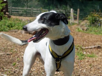 Walter | Lurcher | Merseyside (Liverpool) - 5