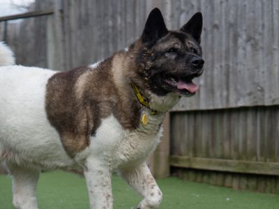 Smokie | Akita | Kenilworth (West Midlands) - 3