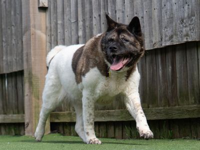 Smokie | Akita | Kenilworth (West Midlands) - 1