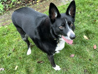 Ollie | Collie (Border) | Kenilworth (West Midlands) - 3
