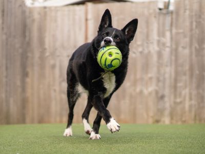 Ollie, a 15 years old male Border Collie available for adoption from Dogs Trust in Warwickshire