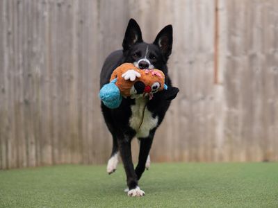 Ollie | Collie (Border) | Kenilworth (West Midlands) - 3