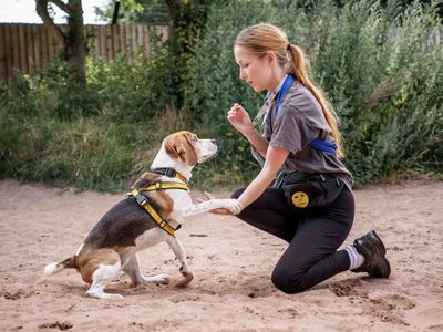 Wilma | Beagle | Loughborough - 5