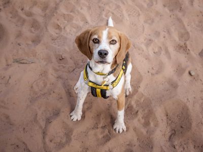 Wilma | Beagle | Loughborough - 3