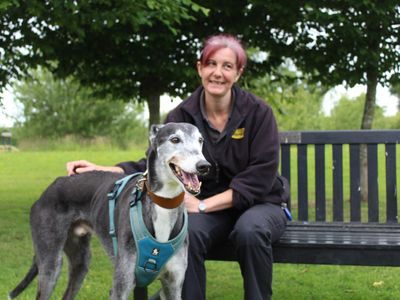 Billy | Greyhound | Shrewsbury (Shropshire) - 3