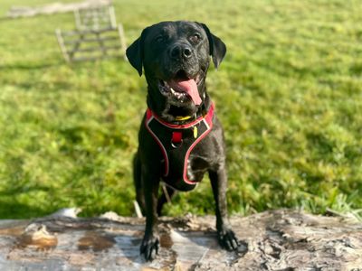 Charlotte | Italian Corso Dog | Canterbury - 5