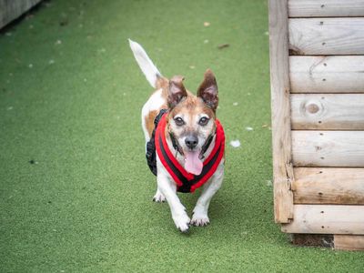 Rex | Terrier (Jack Russell) Cross | Loughborough - 3