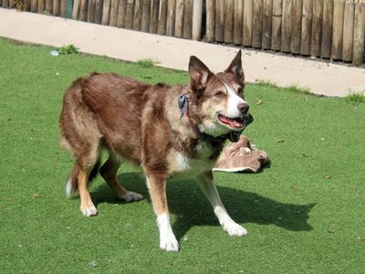 Lady | Collie (Border) | Merseyside (Liverpool) - 2