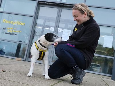 Maddie | Terrier (Jack Russell) Cross | Leeds - 3