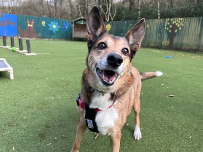 Kim | Collie (Border) Cross | Ilfracombe - 1