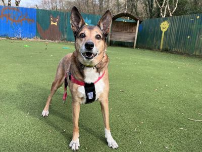 Kim | Collie (Border) Cross | Ilfracombe - 3