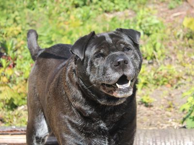 Milo | Shar Pei Cross | Merseyside (Liverpool) - 2
