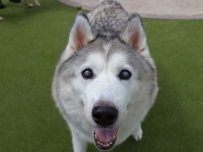 Missy | Siberian Husky | Evesham (Worcestershire) - 5
