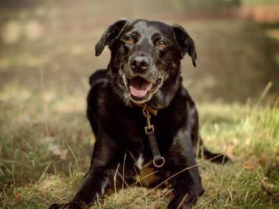 Sol | Retriever (Labrador) Cross | Kenilworth (West Midlands) - 5