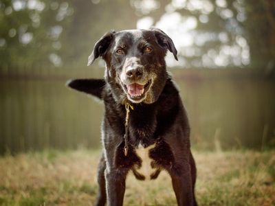 Sol | Retriever (Labrador) Cross | Kenilworth (West Midlands) - 3
