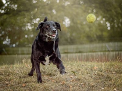 Sol, a 8 years old male Labrador X available for adoption from Dogs Trust in Warwickshire