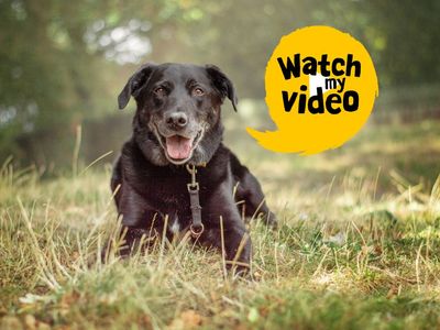 Sol | Retriever (Labrador) Cross | Kenilworth (West Midlands) - 2