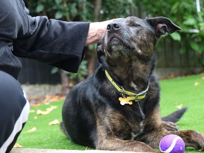 Rocky | Terrier (Staffordshire Bull) Cross | Leeds - 4