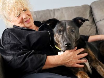 Rocky | Terrier (Staffordshire Bull) Cross | Leeds - 2