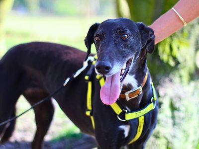 Mandy | Lurcher | Manchester - 5