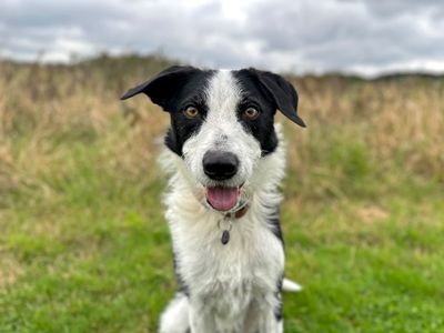 Alfie | Collie (Border) Cross | Shoreham (Sussex) - 1