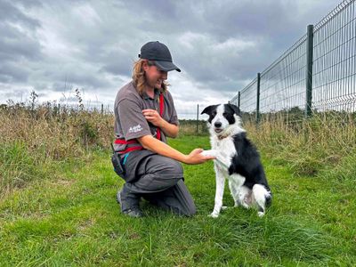 Alfie | Collie (Border) Cross | Shoreham (Sussex) - 3