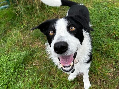 Alfie | Collie (Border) Cross | Shoreham (Sussex) - 3