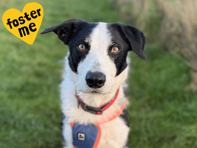 Alfie | Collie (Border) Cross | Shoreham (Sussex) - 5