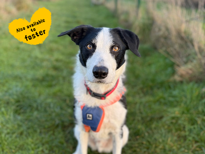 Alfie | Collie (Border) Cross | Shoreham (Sussex) - 5