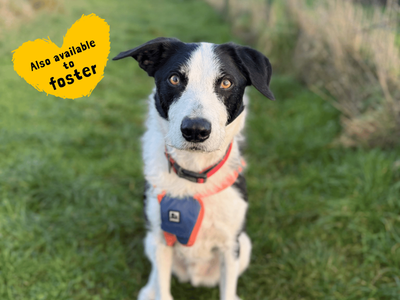 Alfie — Collie (Border) Cross