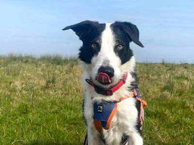 Alfie, a 8 years old male Collie available for adoption from Dogs Trust in West Sussex